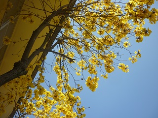 黄色い鮮やかな花が咲いています 社会福祉法人 常盤会